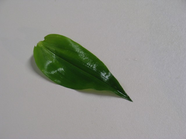 Asiatic Dayflower leaf